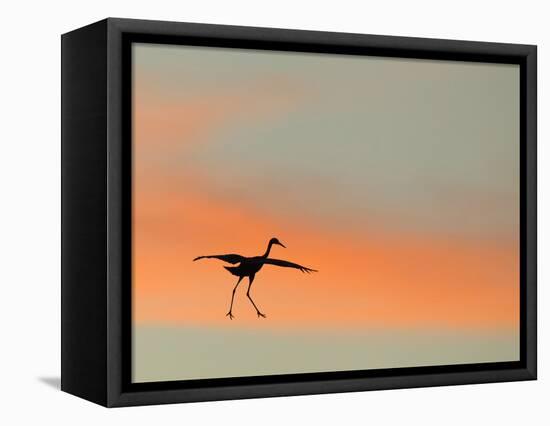 Sandhill Crane (Grus Canadensis) Landing at Sunset. North America-Diane McAllister-Framed Stretched Canvas