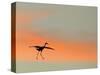 Sandhill Crane (Grus Canadensis) Landing at Sunset. North America-Diane McAllister-Stretched Canvas