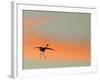 Sandhill Crane (Grus Canadensis) Landing at Sunset. North America-Diane McAllister-Framed Photographic Print