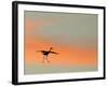 Sandhill Crane (Grus Canadensis) Landing at Sunset. North America-Diane McAllister-Framed Photographic Print