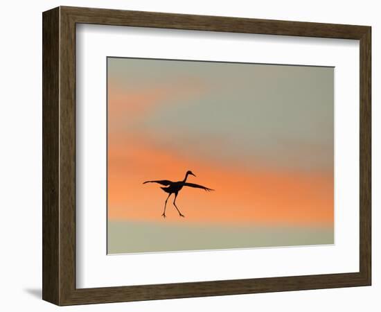 Sandhill Crane (Grus Canadensis) Landing at Sunset. North America-Diane McAllister-Framed Photographic Print