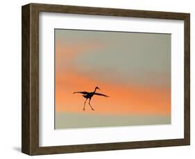 Sandhill Crane (Grus Canadensis) Landing at Sunset. North America-Diane McAllister-Framed Photographic Print