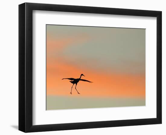 Sandhill Crane (Grus Canadensis) Landing at Sunset. North America-Diane McAllister-Framed Photographic Print