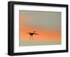 Sandhill Crane (Grus Canadensis) Landing at Sunset. North America-Diane McAllister-Framed Photographic Print