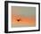 Sandhill Crane (Grus Canadensis) Landing at Sunset. North America-Diane McAllister-Framed Photographic Print