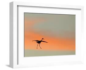 Sandhill Crane (Grus Canadensis) Landing at Sunset. North America-Diane McAllister-Framed Photographic Print