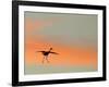 Sandhill Crane (Grus Canadensis) Landing at Sunset. North America-Diane McAllister-Framed Photographic Print