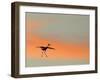 Sandhill Crane (Grus Canadensis) Landing at Sunset. North America-Diane McAllister-Framed Photographic Print