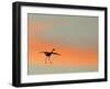 Sandhill Crane (Grus Canadensis) Landing at Sunset. North America-Diane McAllister-Framed Photographic Print