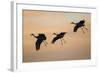 Sandhill Crane (Grus Canadensis) Landing at Sunset-Larry Ditto-Framed Photographic Print