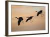 Sandhill Crane (Grus Canadensis) Landing at Sunset-Larry Ditto-Framed Photographic Print