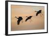 Sandhill Crane (Grus Canadensis) Landing at Sunset-Larry Ditto-Framed Photographic Print