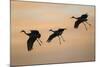 Sandhill Crane (Grus Canadensis) Landing at Sunset-Larry Ditto-Mounted Photographic Print