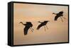 Sandhill Crane (Grus Canadensis) Landing at Sunset-Larry Ditto-Framed Stretched Canvas