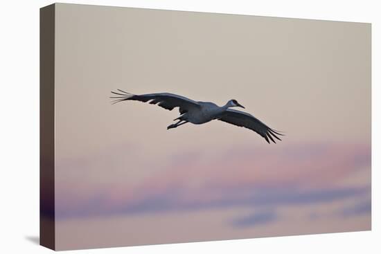 Sandhill Crane (Grus Canadensis) Landing with Pink Clouds-James Hager-Stretched Canvas