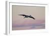 Sandhill Crane (Grus Canadensis) Landing with Pink Clouds-James Hager-Framed Photographic Print