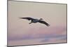 Sandhill Crane (Grus Canadensis) Landing with Pink Clouds-James Hager-Mounted Photographic Print