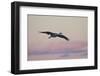 Sandhill Crane (Grus Canadensis) Landing with Pink Clouds-James Hager-Framed Photographic Print