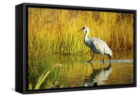 Sandhill Crane, Grus Canadensis, Stalking in Marsh-Richard Wright-Framed Stretched Canvas