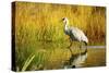 Sandhill Crane, Grus Canadensis, Stalking in Marsh-Richard Wright-Stretched Canvas