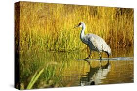 Sandhill Crane, Grus Canadensis, Stalking in Marsh-Richard Wright-Stretched Canvas