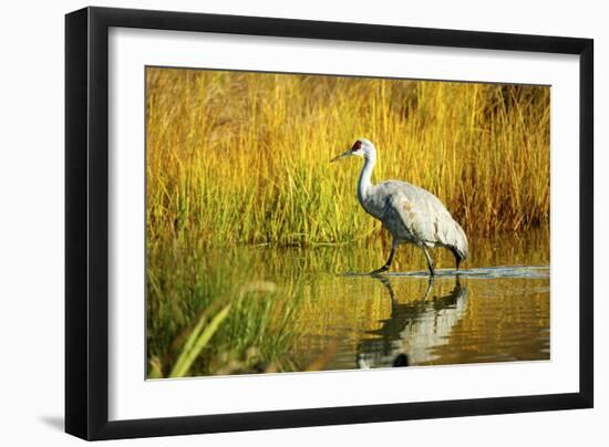 Sandhill Crane, Grus Canadensis, Stalking in Marsh-Richard Wright-Framed Photographic Print