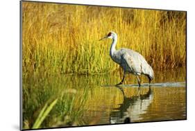 Sandhill Crane, Grus Canadensis, Stalking in Marsh-Richard Wright-Mounted Photographic Print