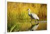 Sandhill Crane, Grus Canadensis, Stalking in Marsh-Richard Wright-Framed Photographic Print