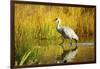 Sandhill Crane, Grus Canadensis, Stalking in Marsh-Richard Wright-Framed Photographic Print