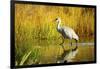 Sandhill Crane, Grus Canadensis, Stalking in Marsh-Richard Wright-Framed Photographic Print