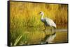 Sandhill Crane, Grus Canadensis, Stalking in Marsh-Richard Wright-Framed Stretched Canvas