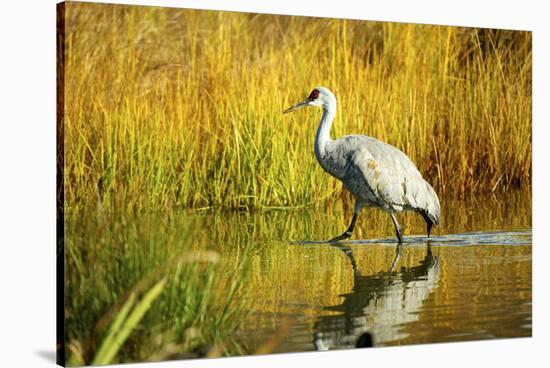 Sandhill Crane, Grus Canadensis, Stalking in Marsh-Richard Wright-Stretched Canvas