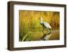 Sandhill Crane, Grus Canadensis, Stalking in Marsh-Richard Wright-Framed Photographic Print