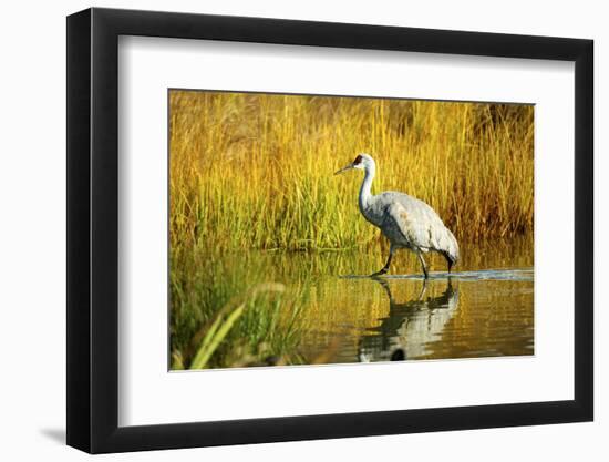 Sandhill Crane, Grus Canadensis, Stalking in Marsh-Richard Wright-Framed Photographic Print