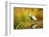 Sandhill Crane, Grus Canadensis, Stalking in Marsh-Richard Wright-Framed Photographic Print