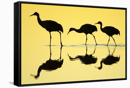 Sandhill Crane (Grus canadensis) three, Bosque del Apache National Wildlife Refuge-Bill Coster-Framed Stretched Canvas