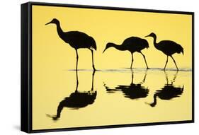 Sandhill Crane (Grus canadensis) three, Bosque del Apache National Wildlife Refuge-Bill Coster-Framed Stretched Canvas