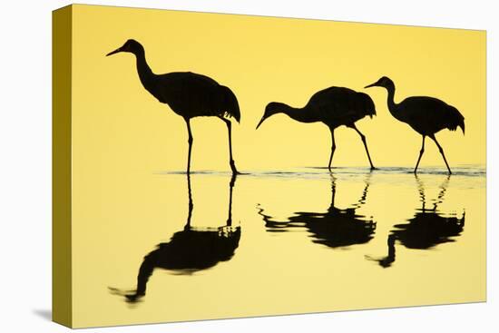 Sandhill Crane (Grus canadensis) three, Bosque del Apache National Wildlife Refuge-Bill Coster-Stretched Canvas