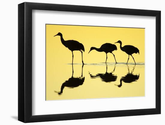 Sandhill Crane (Grus canadensis) three, Bosque del Apache National Wildlife Refuge-Bill Coster-Framed Photographic Print