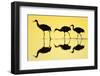Sandhill Crane (Grus canadensis) three, Bosque del Apache National Wildlife Refuge-Bill Coster-Framed Photographic Print