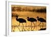 Sandhill Crane (Grus canadensis) three wading at sunrise, Bosque Del Apache, New Mexico, USA-Michael Callan-Framed Photographic Print