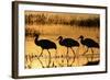 Sandhill Crane (Grus canadensis) three wading at sunrise, Bosque Del Apache, New Mexico, USA-Michael Callan-Framed Photographic Print