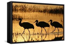 Sandhill Crane (Grus canadensis) three wading at sunrise, Bosque Del Apache, New Mexico, USA-Michael Callan-Framed Stretched Canvas