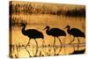 Sandhill Crane (Grus canadensis) three wading at sunrise, Bosque Del Apache, New Mexico, USA-Michael Callan-Stretched Canvas