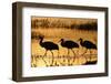 Sandhill Crane (Grus canadensis) three wading at sunrise, Bosque Del Apache, New Mexico, USA-Michael Callan-Framed Photographic Print