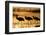 Sandhill Crane (Grus canadensis) three wading at sunrise, Bosque Del Apache, New Mexico, USA-Michael Callan-Framed Photographic Print