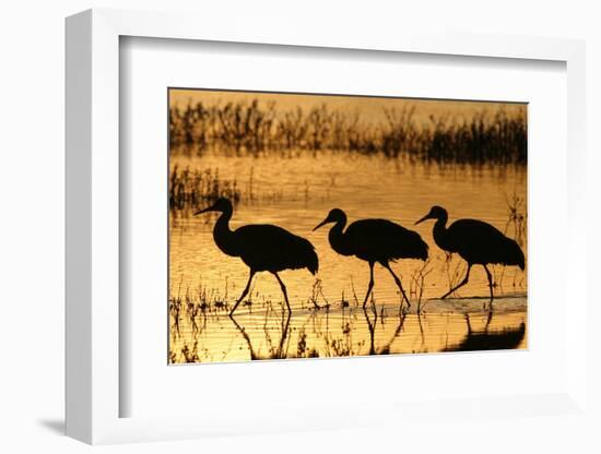 Sandhill Crane (Grus canadensis) three wading at sunrise, Bosque Del Apache, New Mexico, USA-Michael Callan-Framed Photographic Print