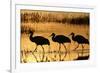 Sandhill Crane (Grus canadensis) three wading at sunrise, Bosque Del Apache, New Mexico, USA-Michael Callan-Framed Photographic Print