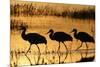 Sandhill Crane (Grus canadensis) three wading at sunrise, Bosque Del Apache, New Mexico, USA-Michael Callan-Mounted Photographic Print