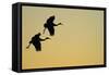 Sandhill Crane (Grus canadensis) Two in flight, silhouette at sunset, Bosque, New Mexico-Malcolm Schuyl-Framed Stretched Canvas